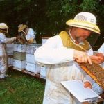 El glifosato... afecta las abejas