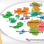 Con más de 8 mil células.. configuran el Atlas del Hígado