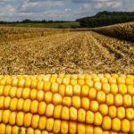 Cambio climático beneficia la producción de maíz, en EE.UU