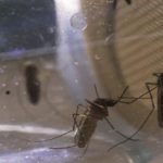 Mosquitos de laboratorio...le ganan la batalla, a los de la calle