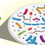 Estudian raíces de los árboles.. como fuente de futuros medicamentos
