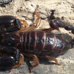 Veneno.. ayuda a diferenciar más de 2 mil especies de escorpiones