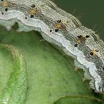 Encuentran claves de la supervivencia del gusano del algodón