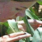 Decenas de oportunidades para profesionales del agro.. en USA
