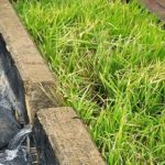 Cultivos de arroz retienen plaguicidas que migran con el agua
