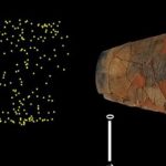 Encuentran gorgojos del maíz, en cerámicas de hace 10 mil años