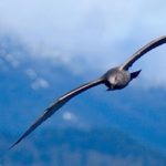 Alas de las gaviotas..mejor adaptadas para las turbulencias