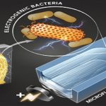 Inventan un calibrador.. de la electricidad de las bacterias