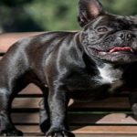 Enfermedades y coincidencias entre perros y humanos