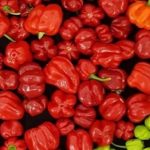 En Brasil, trabajan para obtener un tomate picante