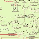 Mapa de rutas para crear productos bio-químicos