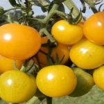 Nueva variedad de tomate orgánico.. de libre uso