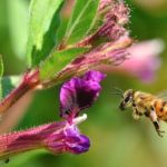Plantas que nos les gusta que las polinicen..los insectos