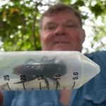 Re-descubierta la abeja más grande del mundo