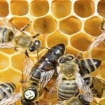 Nuevas armas contra el peor enemigo de las abejas
