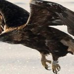 En Finlandia, observan el águila más antigua de Europa