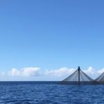 En el Caribe se pueden producir 40 millones de toneladas de pescado