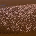 Lagos de África: el mayor hogar de los flamingos del mundo