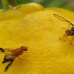 La mosca de la fruta..da ideas sobre el sabor amargo