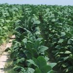 OJO: las plantas también saben oler,probado en la U. de Tokio