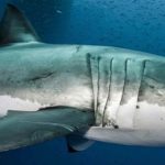 Concluyen secuencia del ADN del tiburón blanco