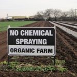 Prueban cultivo de alcachofa.. con fertilizantes orgánicos