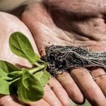 Alterando la fotosíntesis.. logran mayor crecimiento de las plantas