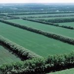Solo 4 cultivos...copan el 50% de la superficie agrícola mundial