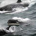 Después de 60 años.. reaparece especie de ballena asesina