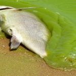 El lago Erie.. también reclama sus derechos