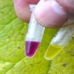 Sencillo método..para detectar enfermedades en las plantas