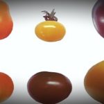 Niveles de anti-oxidantes.. según el color del tomate