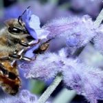 Otro pesticida, que se vende como seguro.. pero que no lo es