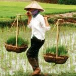 Vietnam prohíbe las importaciones de glifosato