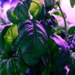 Sin modificar un solo gen..mejoran el sabor de la albahaca
