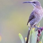 Arman el árbol genético.. de los pájaros cantores