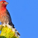 Tienen que ver las plantas.. con el colorido de las aves?