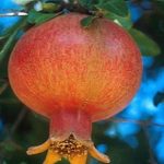 La granada ..debutará.. como un producto anti-envejecimiento