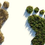 Lanzan concurso.. para armar el mapa mundial de los bosques