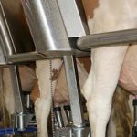Cuál es la vaca que más.. impacta el ambiente?