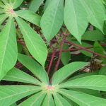 Fracasa edición genética.. para hacer resistente la planta de la yuca