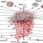 Diseñan el mapa de las proteínas.. del cuerpo humano