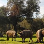 Algunos de los secretos ..sobre el famoso cerdo  ibérico..