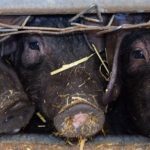 Estrés del verano.. afecta la esperma de los cerdos