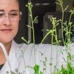 Técnica genética para animales..se aplica ahora en las plantas