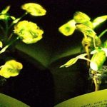 Plantas luminosas..para alumbrar interiores