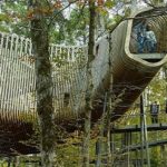 Un aula en un árbol.. para la enseñanza interactiva