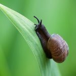 Imitando la baba del caracol..crean un super adhesivo
