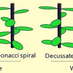 Plantas, hojas.. y sus patrones matemáticos
