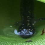 En Canadá descubren planta que come..salamandras